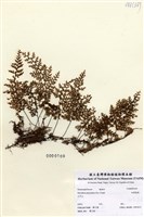 藏品(細葉蕗蕨)的圖片